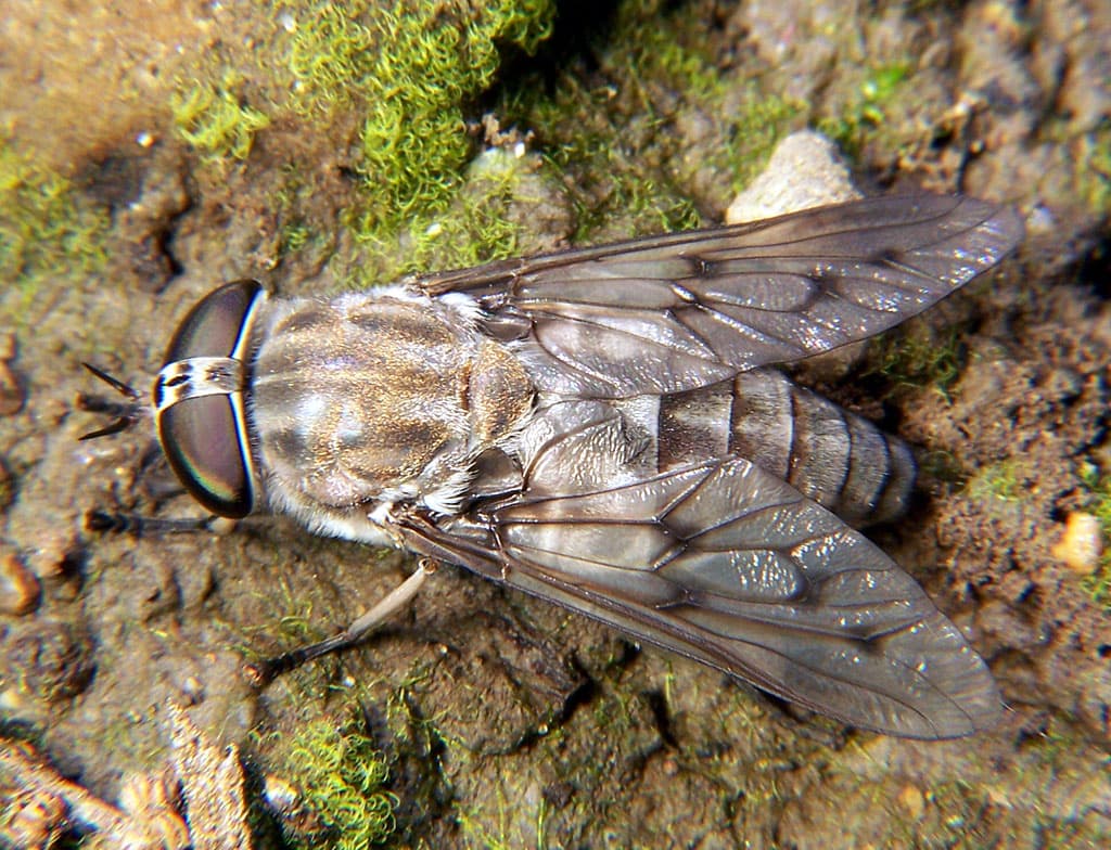 Horse Fly — identification photo