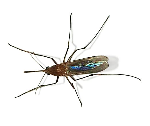 House Mosquito — identification photo