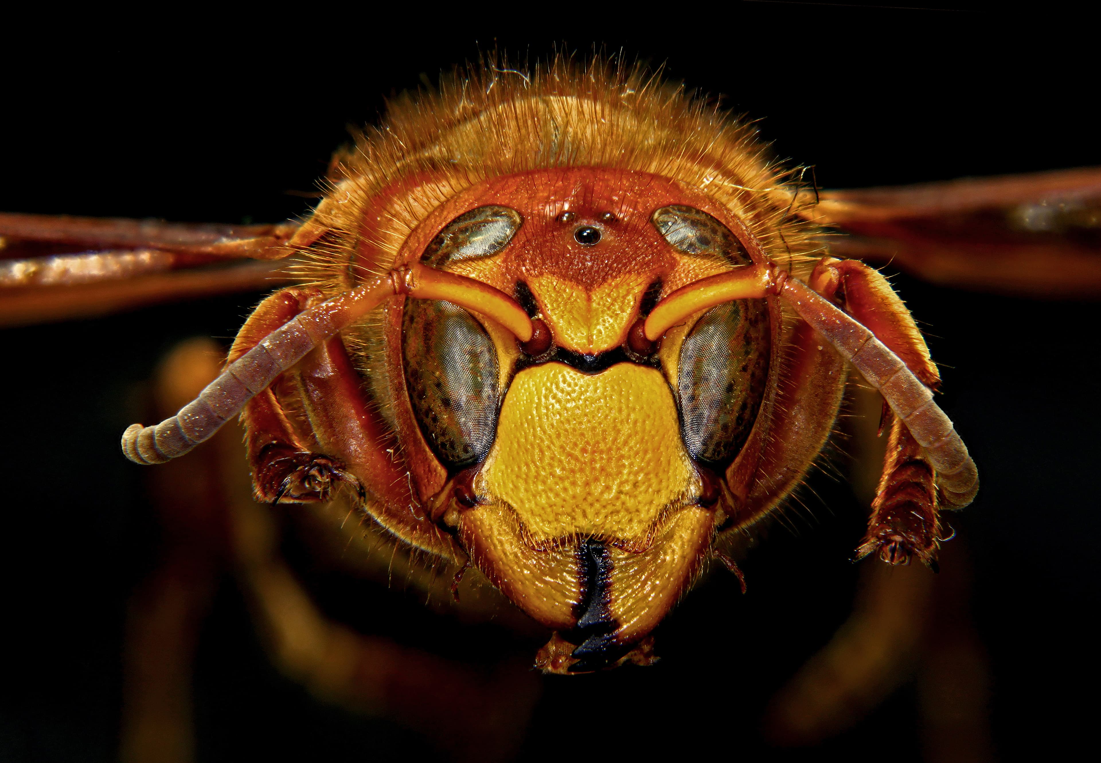 European Hornet — identification photo