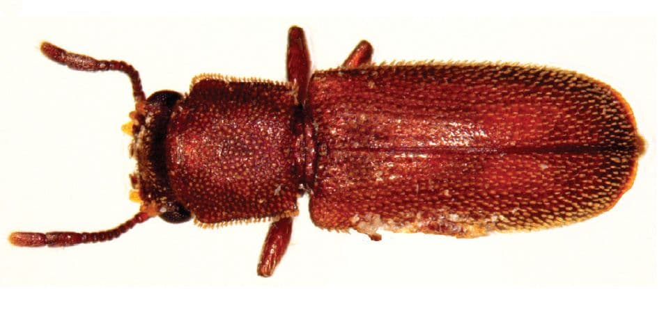 Powderpost Beetle — identification photo