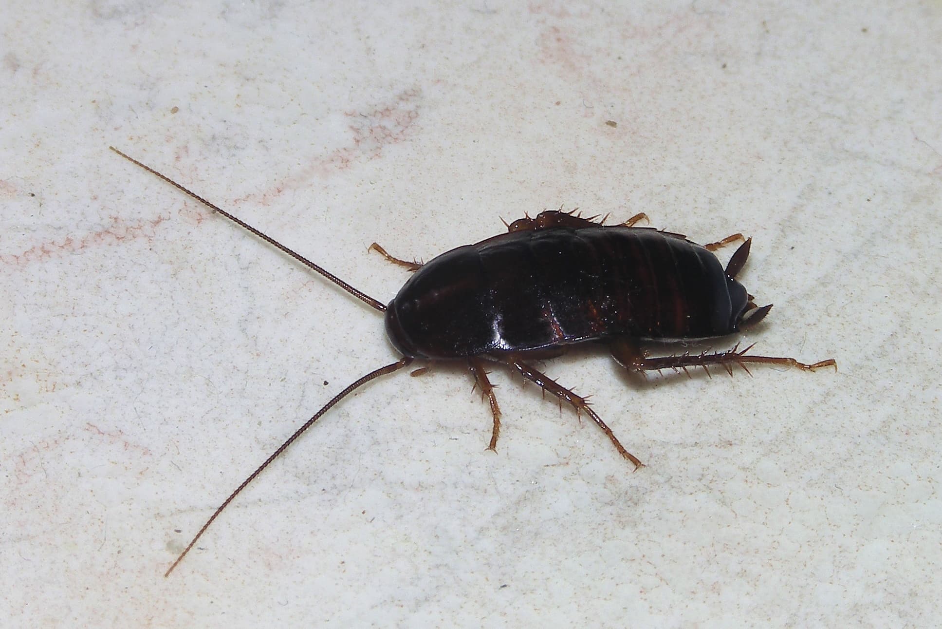 Oriental Cockroach — identification photo