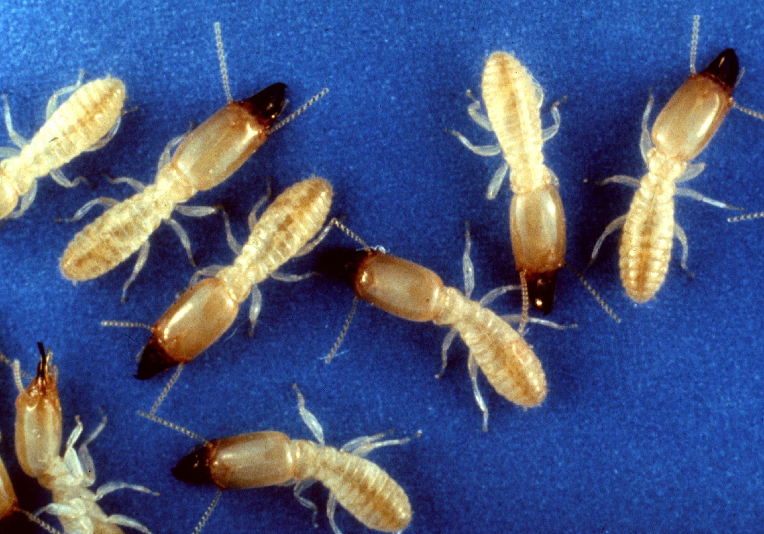 Eastern Subterranean Termite — identification photo