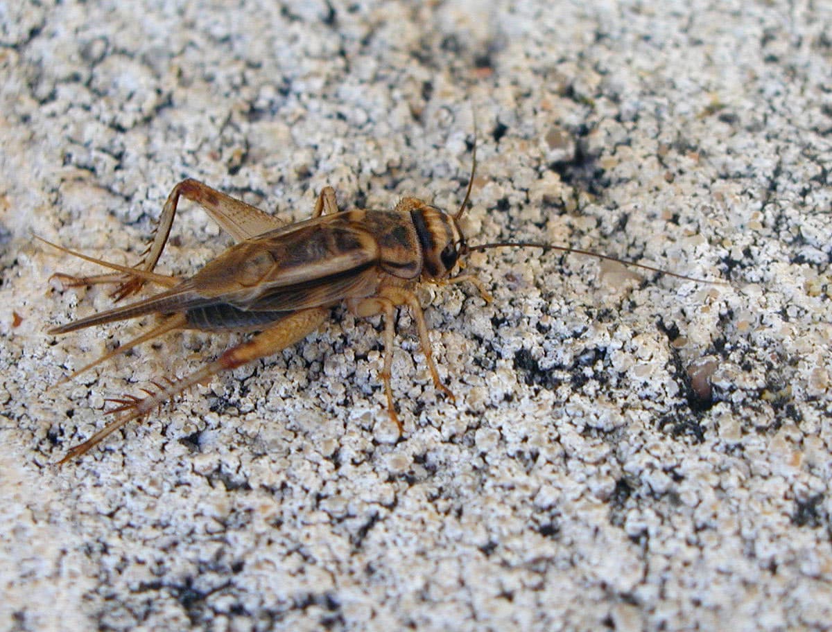 House Cricket — identification photo