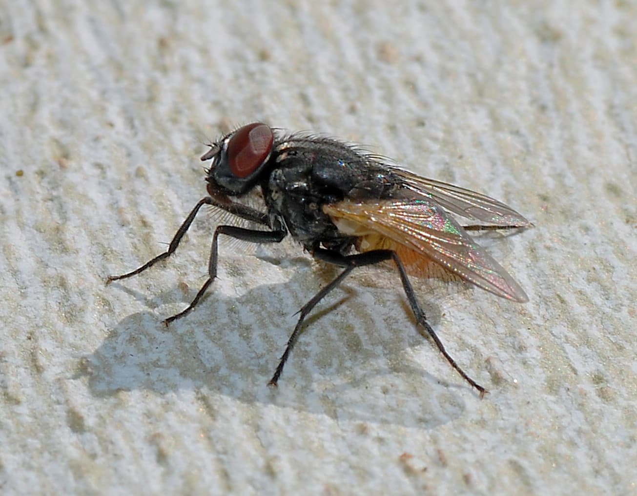 House Fly — identification photo