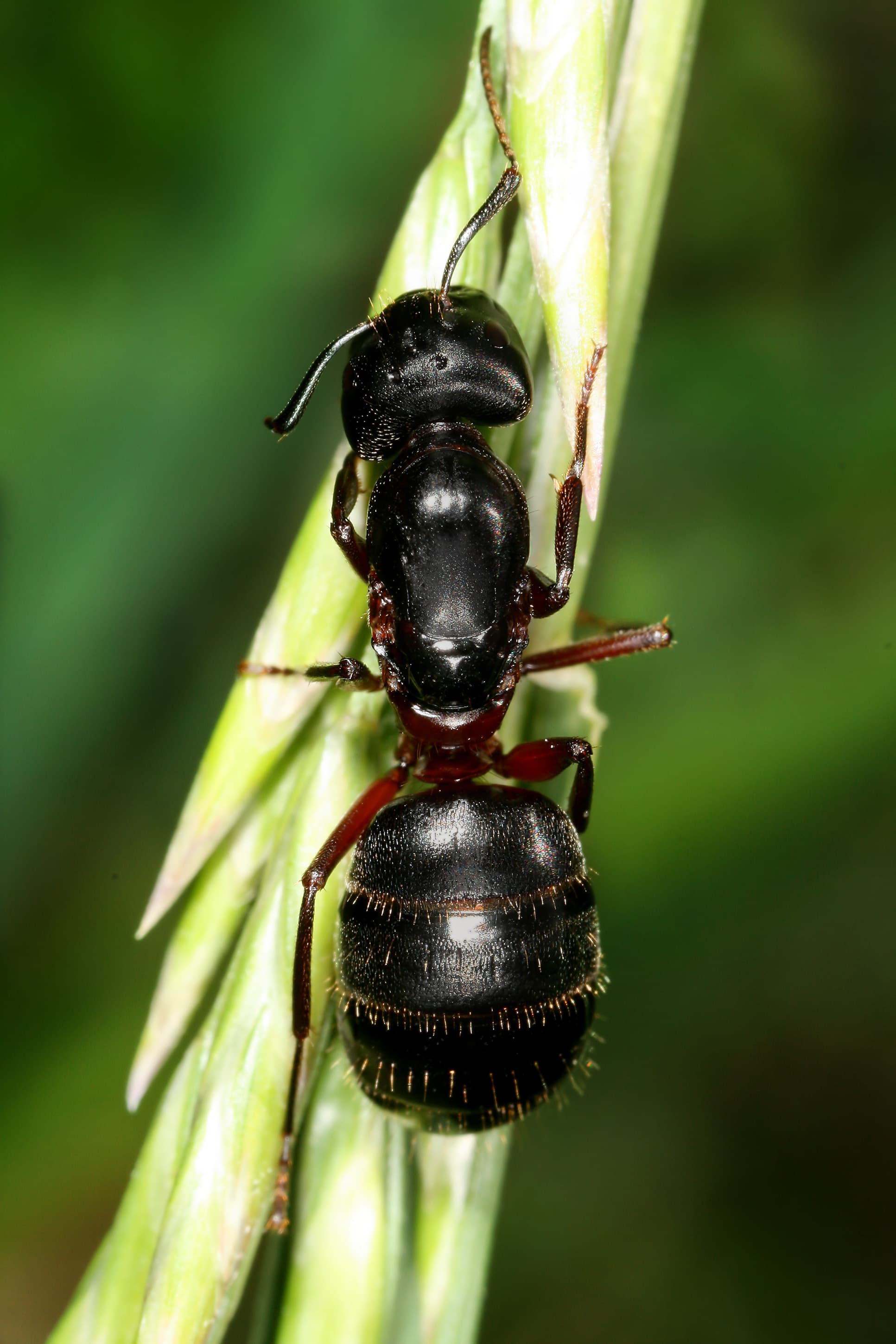 Carpenter Ant — identification photo