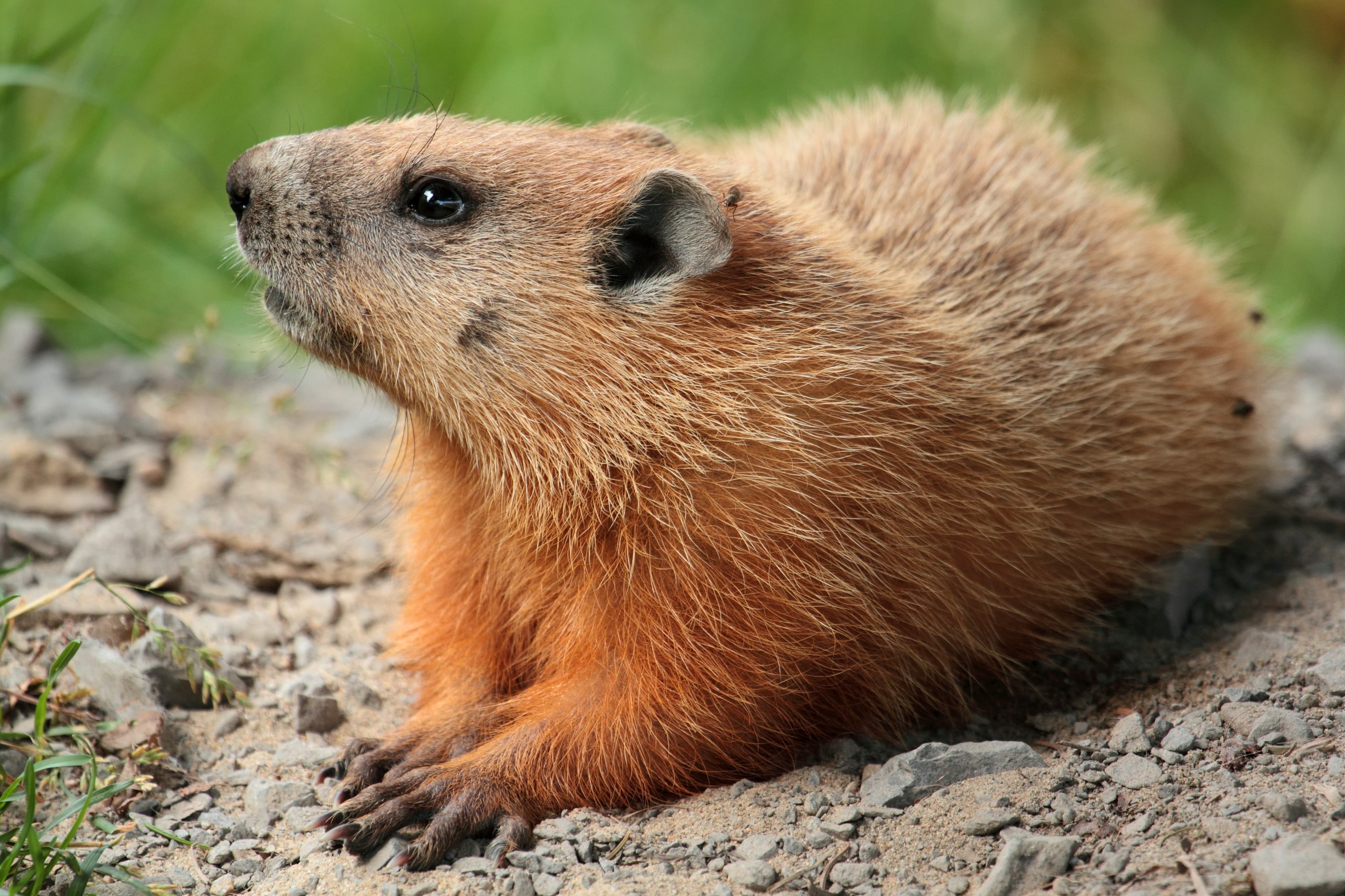 Groundhog — identification photo
