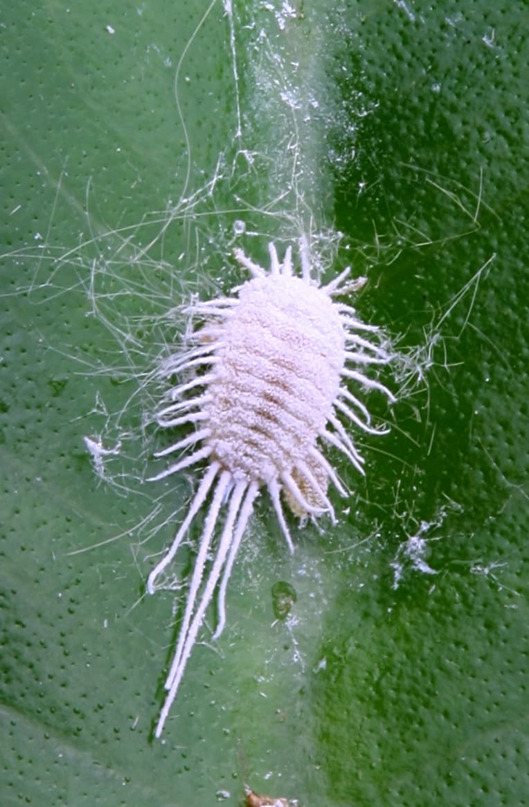 Mealybug — identification photo