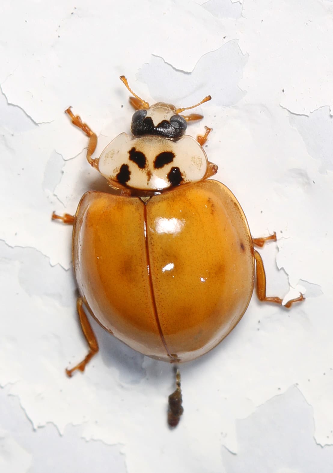 Asian Lady Beetle — identification photo