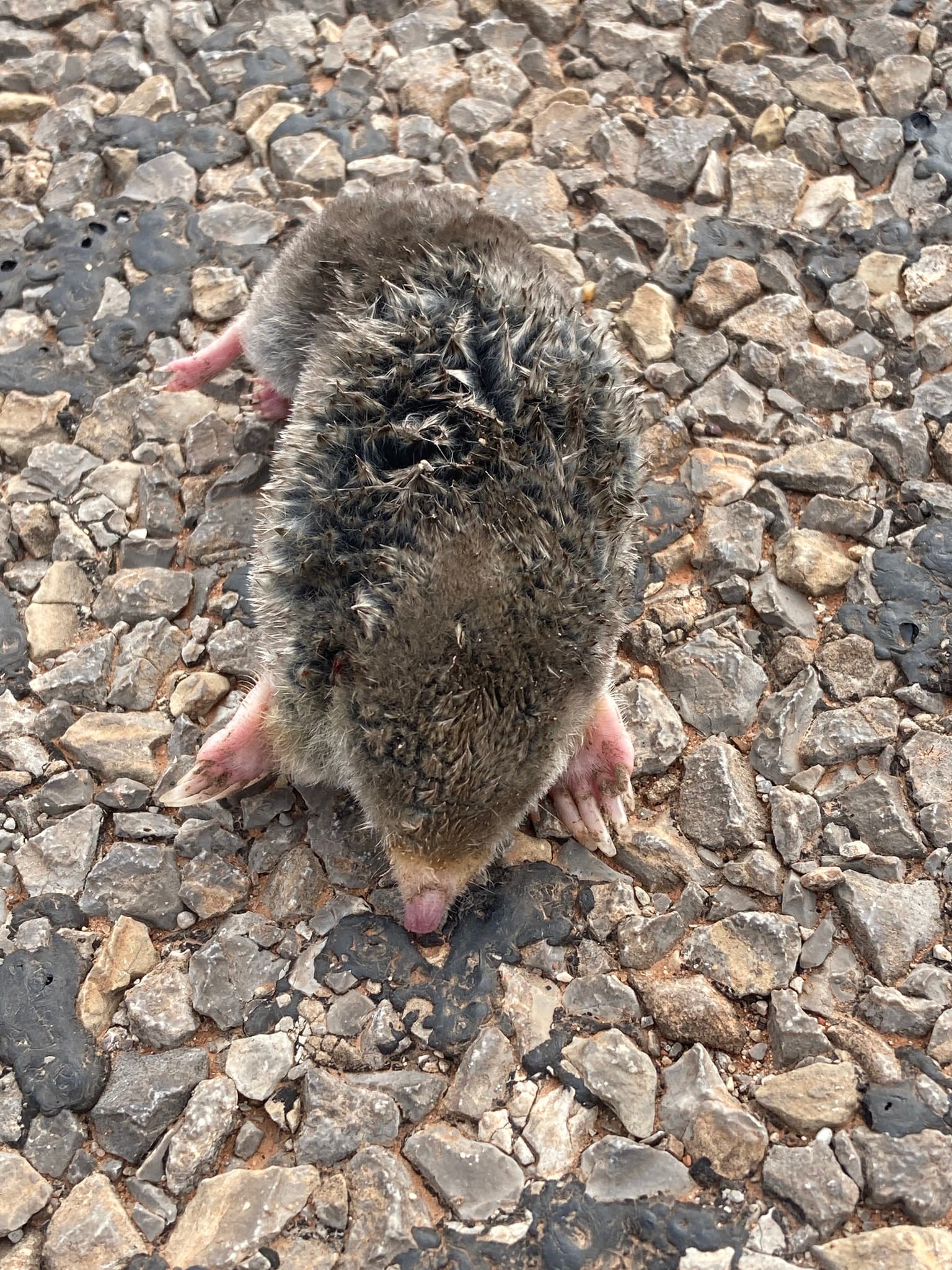 Mole — identification photo