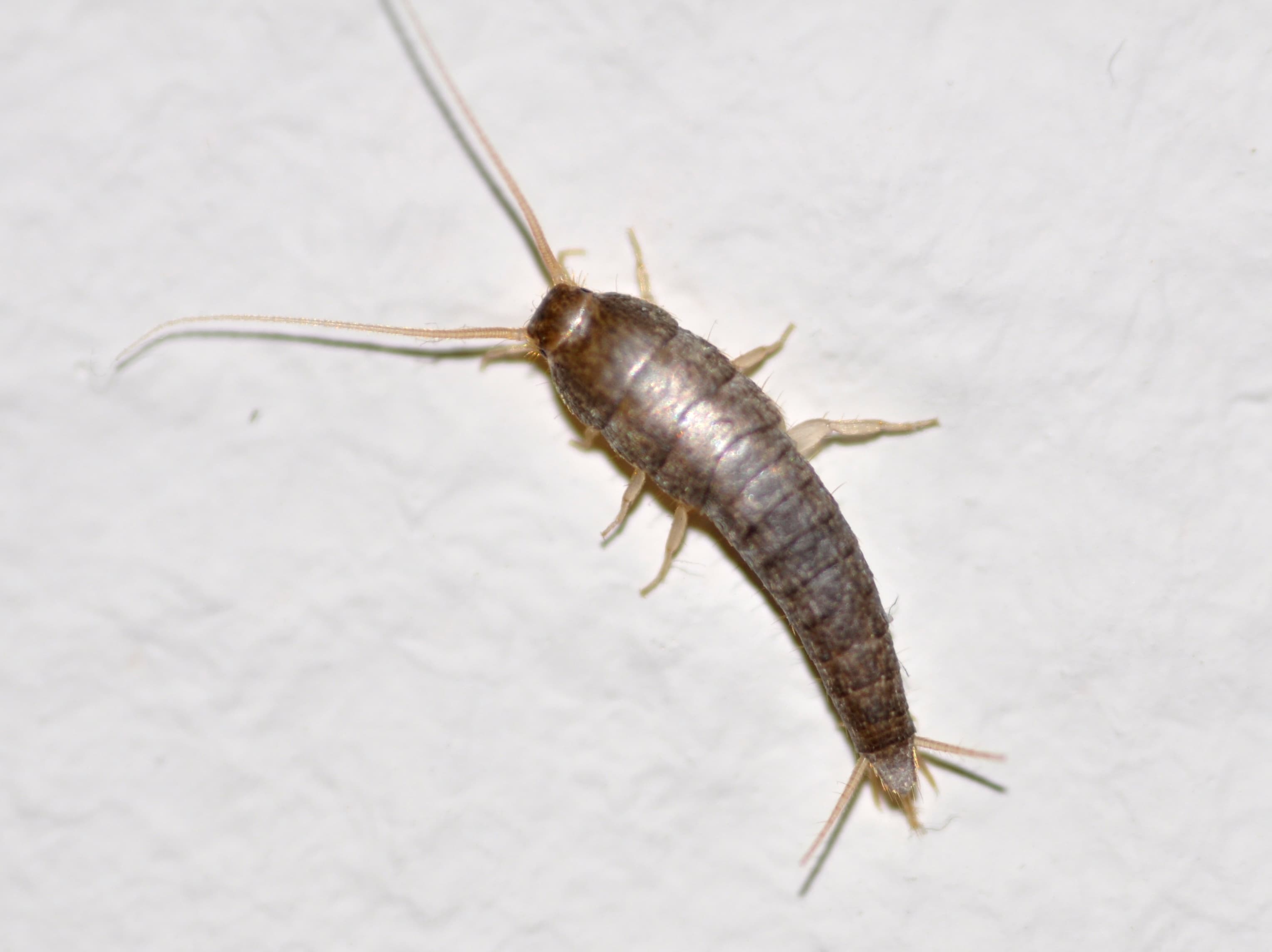 Silverfish — identification photo