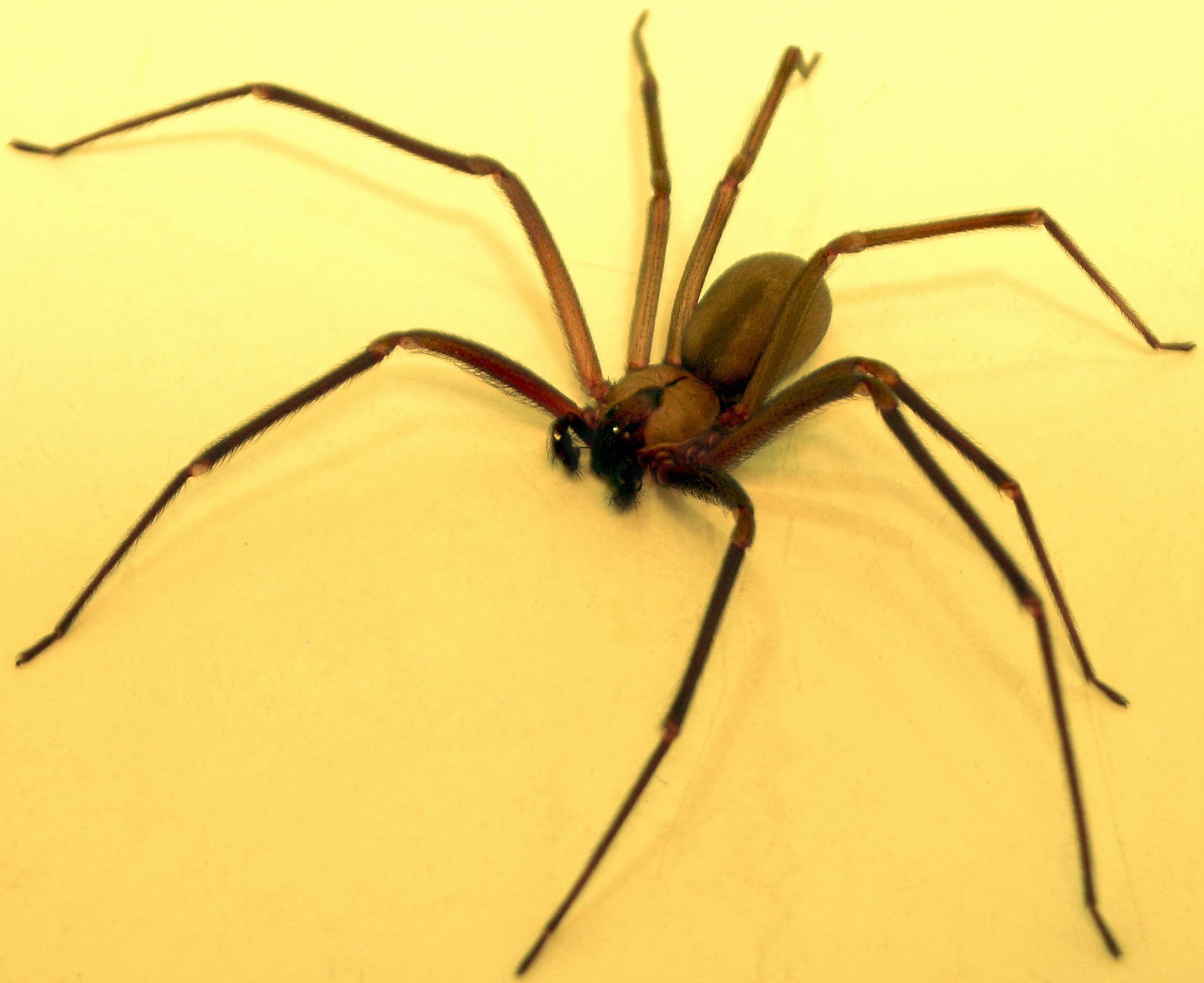 Brown Recluse Spider