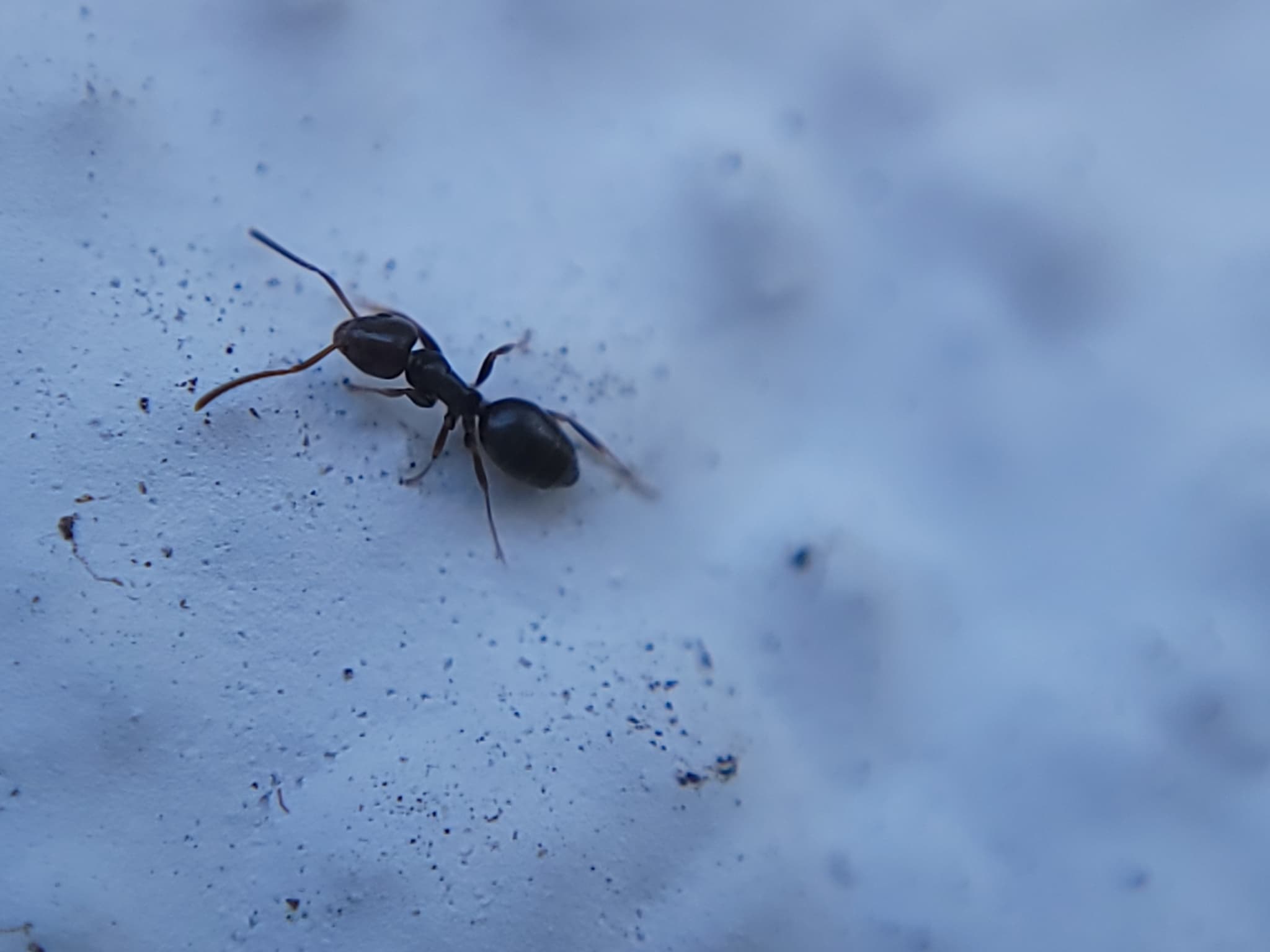 Odorous House Ant — identification photo