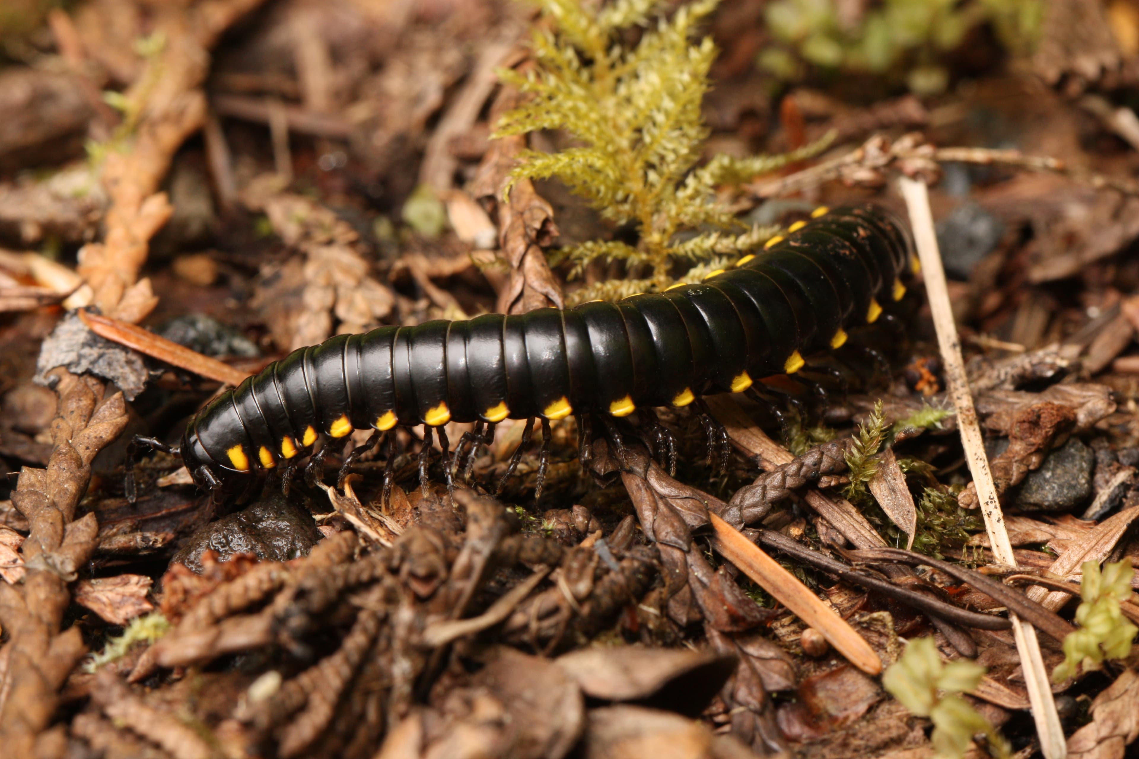 Millipede — identification photo