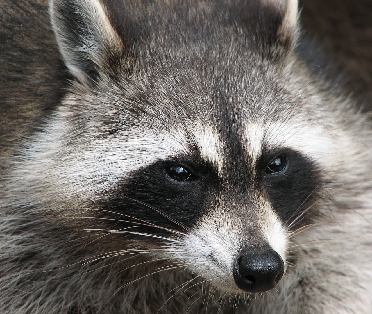 Raccoon — identification photo