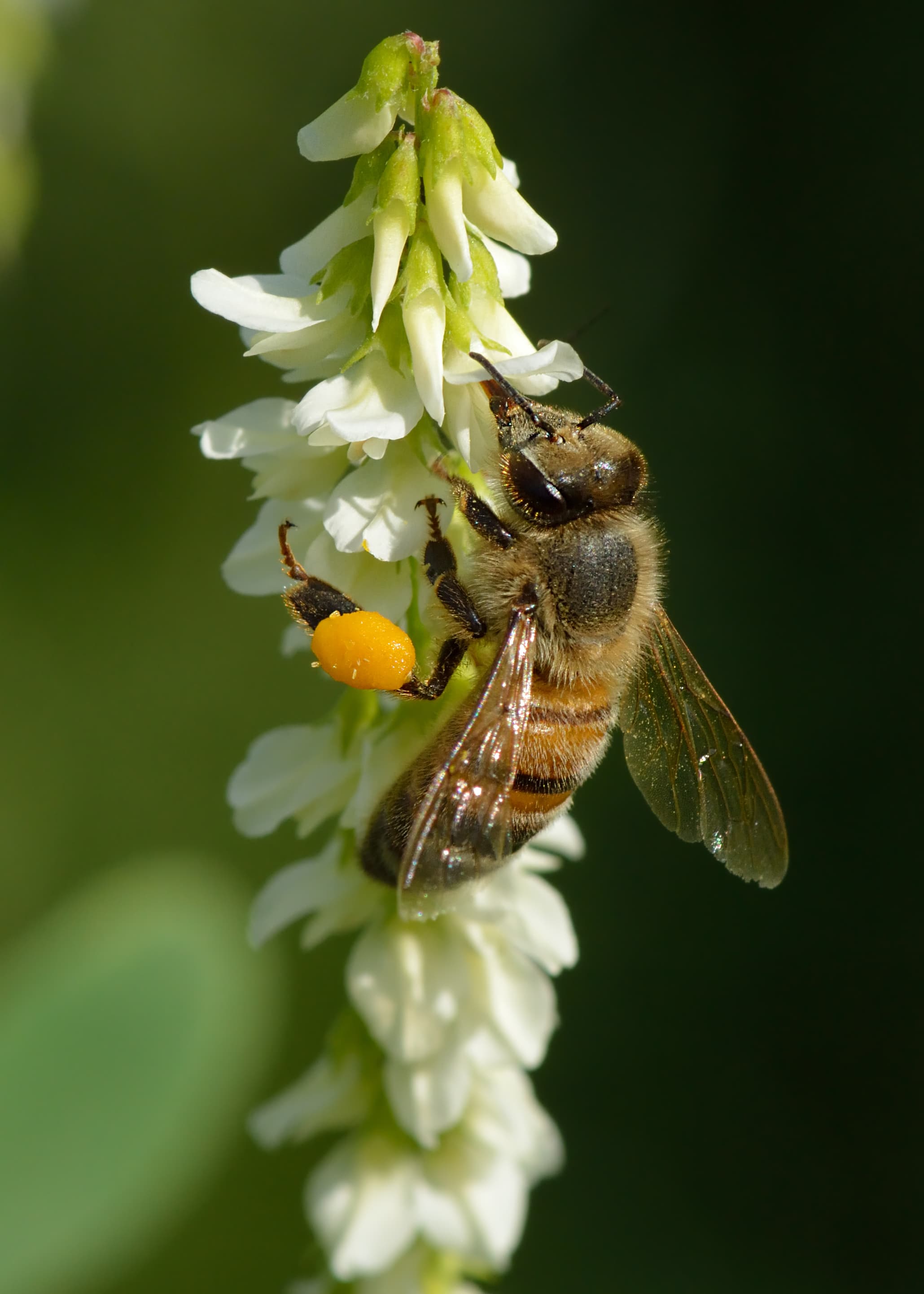 Honey Bee — identification photo