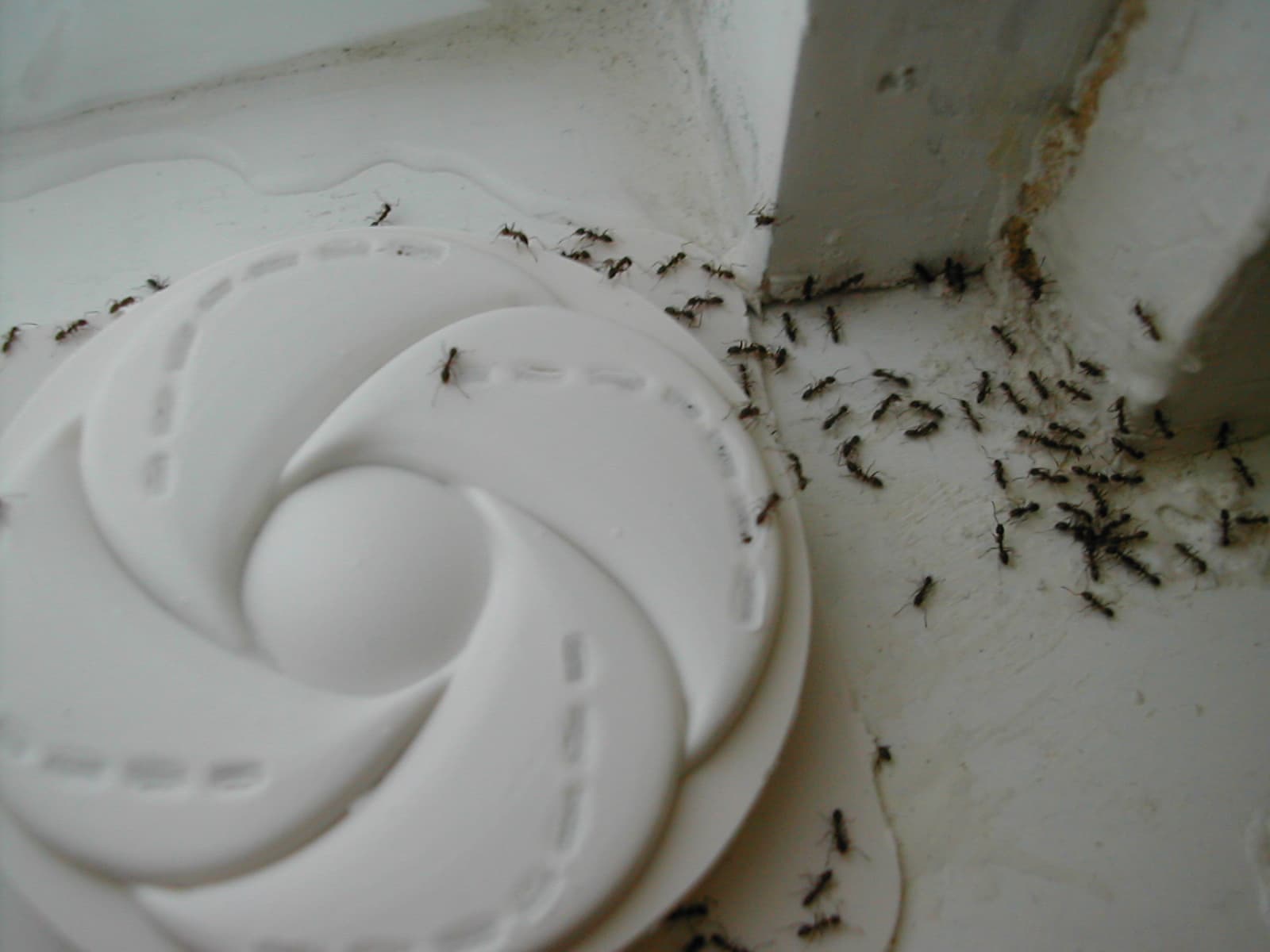 Argentine Ant — identification photo