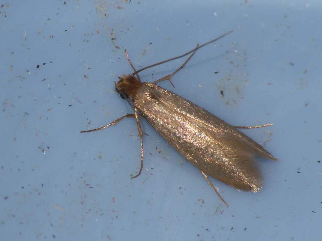 Clothes Moth — identification photo