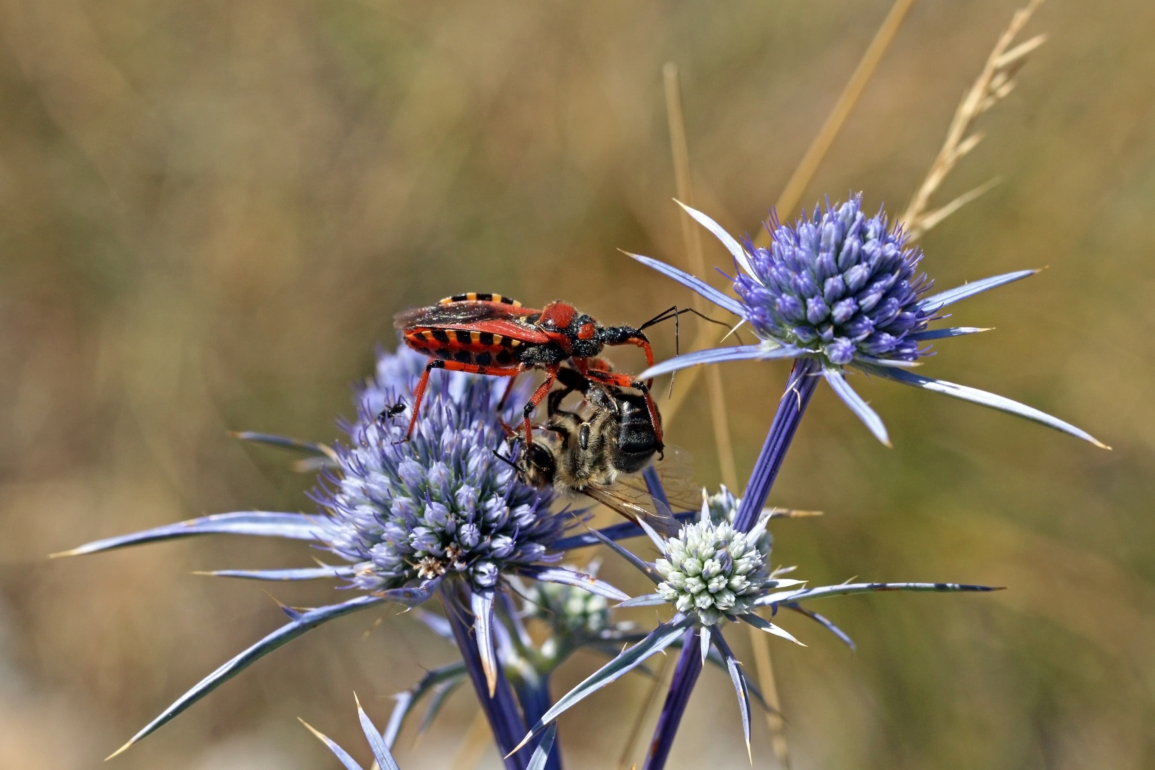 Assassin Bug — identification photo
