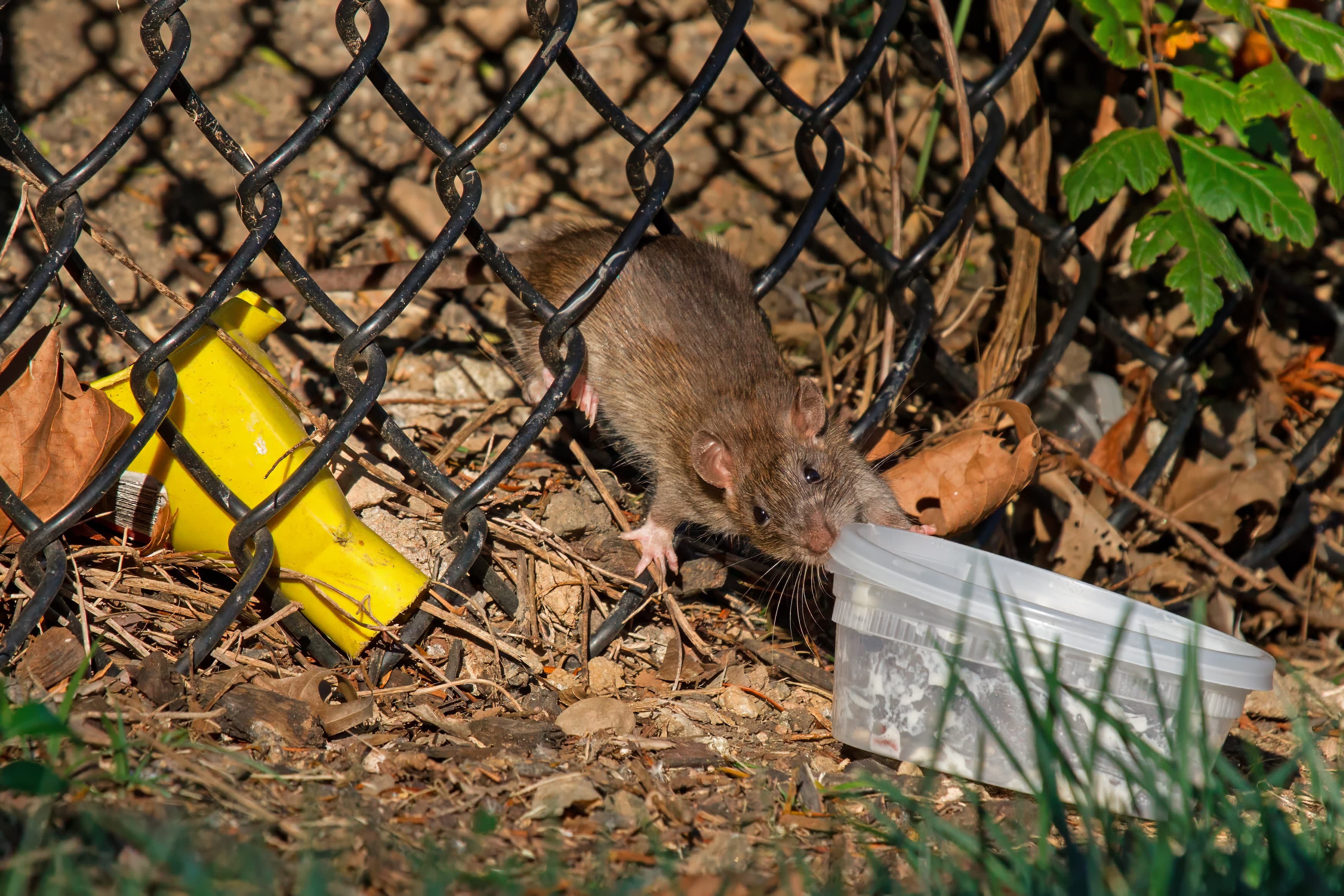 Norway Rat — identification photo