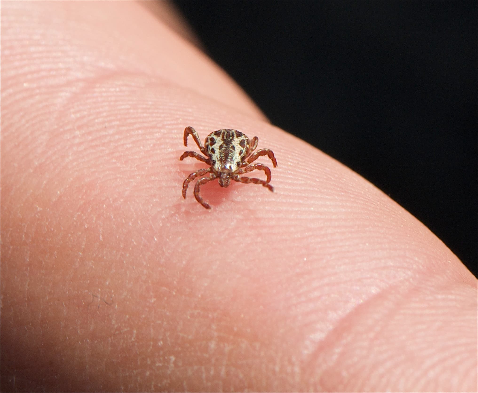 American Dog Tick — identification photo