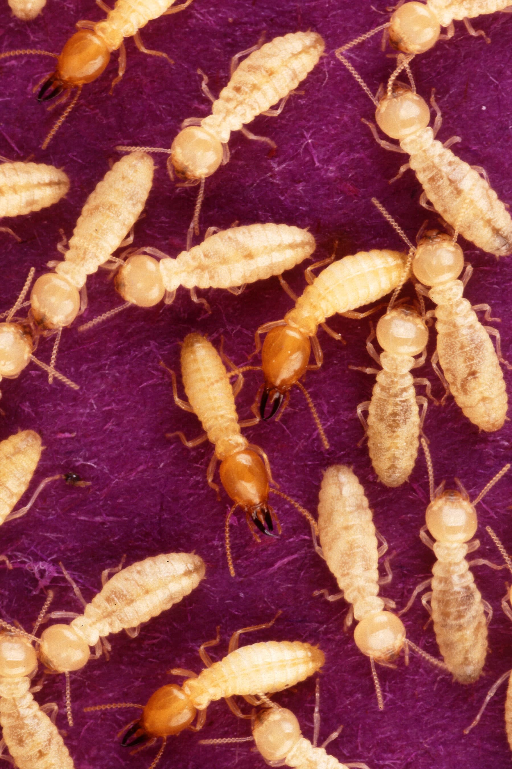 Formosan Termite — identification photo