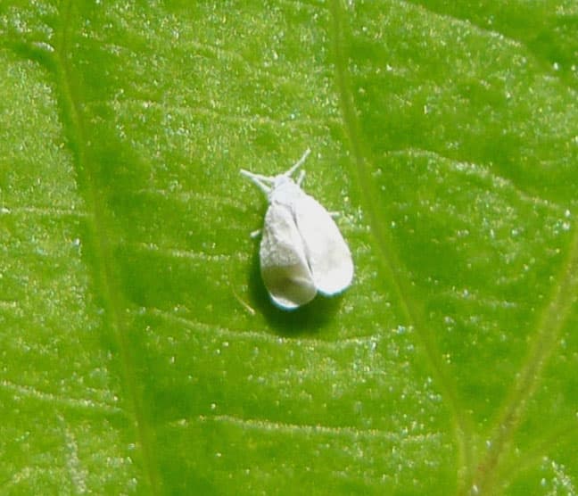 Whitefly — identification photo